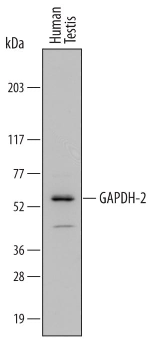 Detection of Human GAPDH-2 antibody by Western Blot.