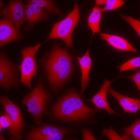 GAPDH antibody in HeLa Human Cell Line by Immunocytochemistry (ICC).