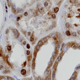 GAPDH/G3PDH antibody in Human Kidney by Immunohistochemistry (IHC-P).