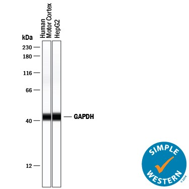 Detection of Human GAPDH antibody by Simple WesternTM.