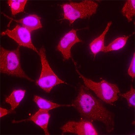 GAPDH antibody in HeLa Human Cell Line by Immunocytochemistry (ICC).