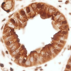 GAPDH/G3PDH antibody in Human Kidney by Immunohistochemistry (IHC-P).
