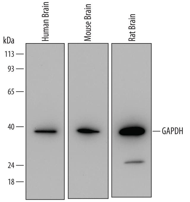 Detection of Human, Mouse, and Rat GAPDH/G3PDH antibody by Western Blot.