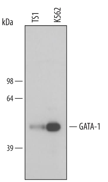 Detection of Human/Mouse GATA‑1 antibody by Western Blot.