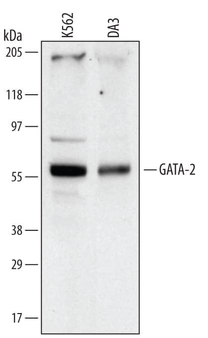 Detection of Human/Mouse GATA‑2 antibody by Western Blot.