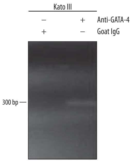 Detection of GATA-4-regulated Genes antibody by Chromatin Immunoprecipitation.