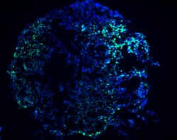GATA-4 antibody in Differentiated Human Embryonic Stem Cells by Immunocytochemistry (ICC).