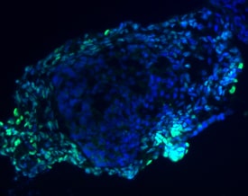 GATA-4 antibody in Differentiated Human Embryonic Stem Cells by Immunocytochemistry (ICC).