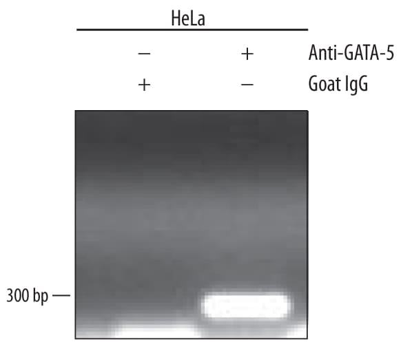Detection of GATA-5-regulated Genes antibody by Chromatin Immunoprecipitation.