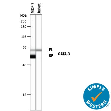 Detection of Human GATA‑3 antibody by Simple WesternTM.