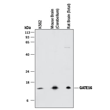 Detection of Human, Mouse, and Rat GATE-16 antibody by Western Blot.
