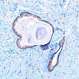 G beta L antibody in Human Prostate by Immunohistochemistry (IHC-P).