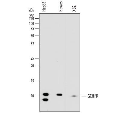 Detection of Human and Mouse GCHFR antibody by Western Blot.