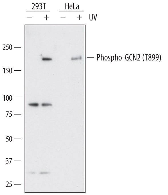 Detection of Human Phospho-GCN2 (T899) antibody by Western Blot.