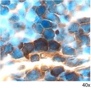 GDF‑3 antibody in Mouse Thymus by Immunohistochemistry (IHC-Fr).