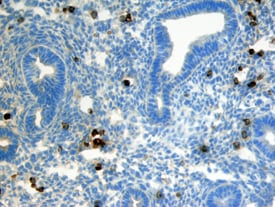 GDF-8/Myostatin antibody in Mouse Embryonic Lung by Immunohistochemistry (IHC-Fr).