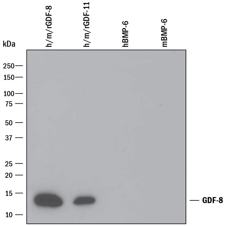 Detection of Recombinant Human, Mouse, and Rat GDF-8/Myostatin antibody by Western Blot.