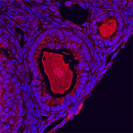 GDF-9 antibody in Mouse Ovary by Immunohistochemistry (IHC-Fr).