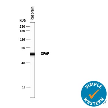 Detection of Rat GFAP antibody by Simple WesternTM.
