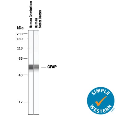 Detection of Human GFAP antibody by Simple WesternTM.