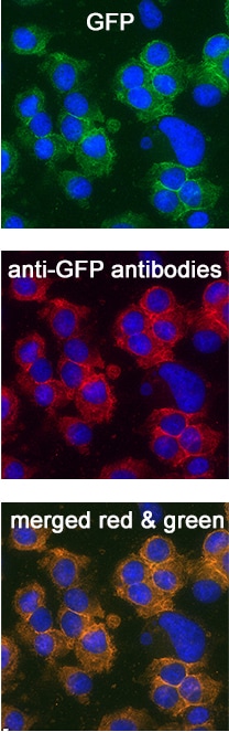 GFP antibody in HEK293 human embryonic kidney cells transfected with GFP by Immunocytochemistry (ICC).