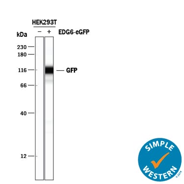 Detection of GFP antibody by Simple WesternTM.