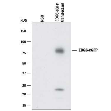 Detection of GFP antibody by Western Blot.
