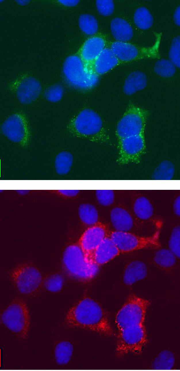 GFP antibody in HEK293 Human Cell Line by Immunocytochemistry (ICC).
