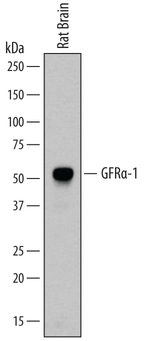 Detection of Rat GFRa-1/GDNF Ra-1 antibody by Western Blot.