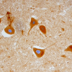 GFRa-1/GDNF Ra-1 antibody in Human Spinal Cord by Immunohistochemistry (IHC-P).