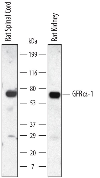 Detection of Rat GFRa-1/GDNF Ra-1 antibody by Western Blot.