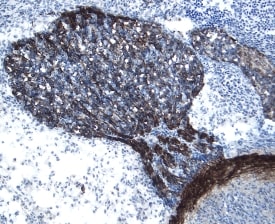 GFRa‑3/GDNF Ra‑3 antibody in Mouse Embryo by Immunohistochemistry (IHC-Fr).