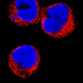 GILT/IFI30 antibody in THP-1 Human Cell Line by Immunocytochemistry (ICC).