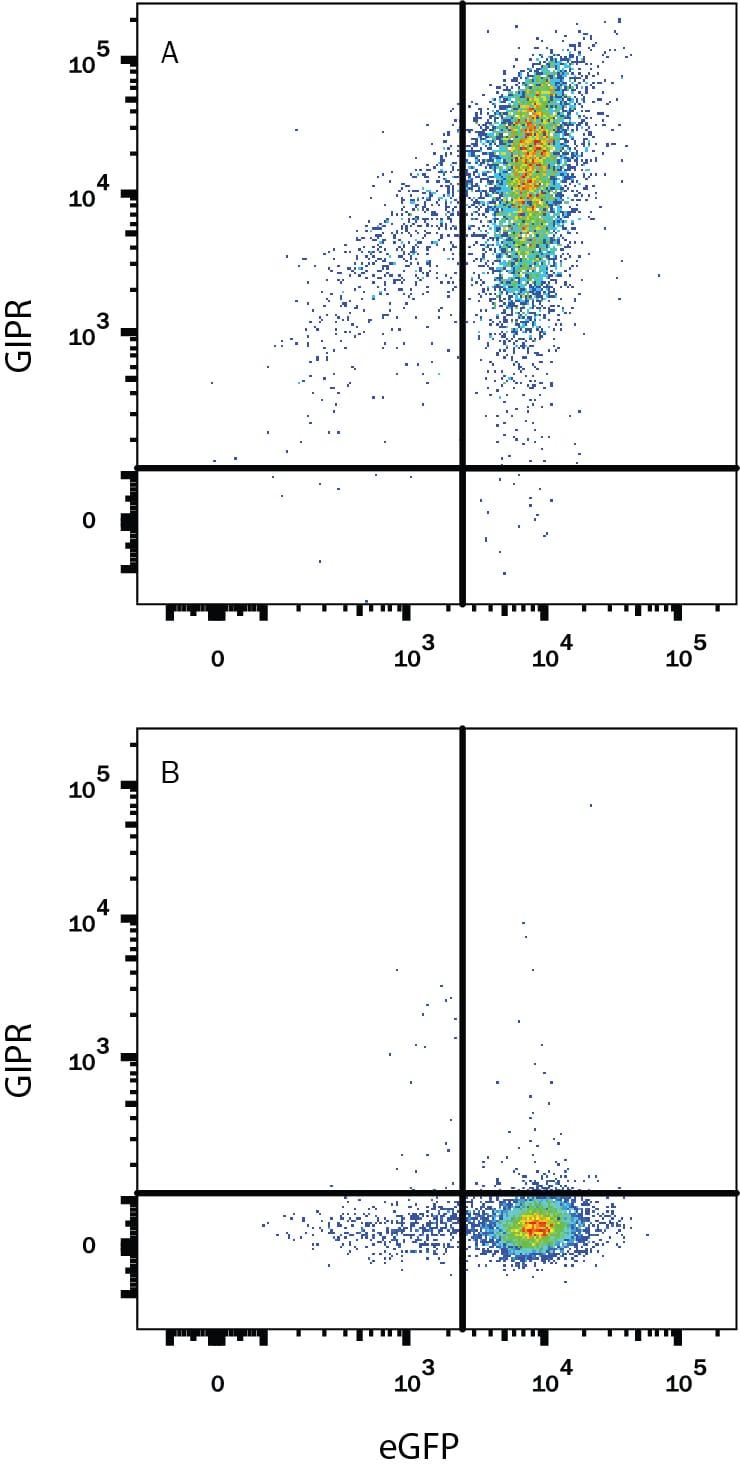 Detection of GIPR antibody in HEK293 Human Cell Line Transfected with Human GIPR and eGFP antibody by Flow Cytometry.
