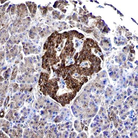 GIPR antibody in Human Pancreas by Immunohistochemistry (IHC-P).