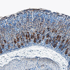 GIP antibody in Human Stomach by Immunohistochemistry (IHC-P).