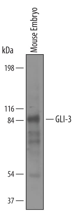 Detection of Mouse GLI‑3 antibody by Western Blot.