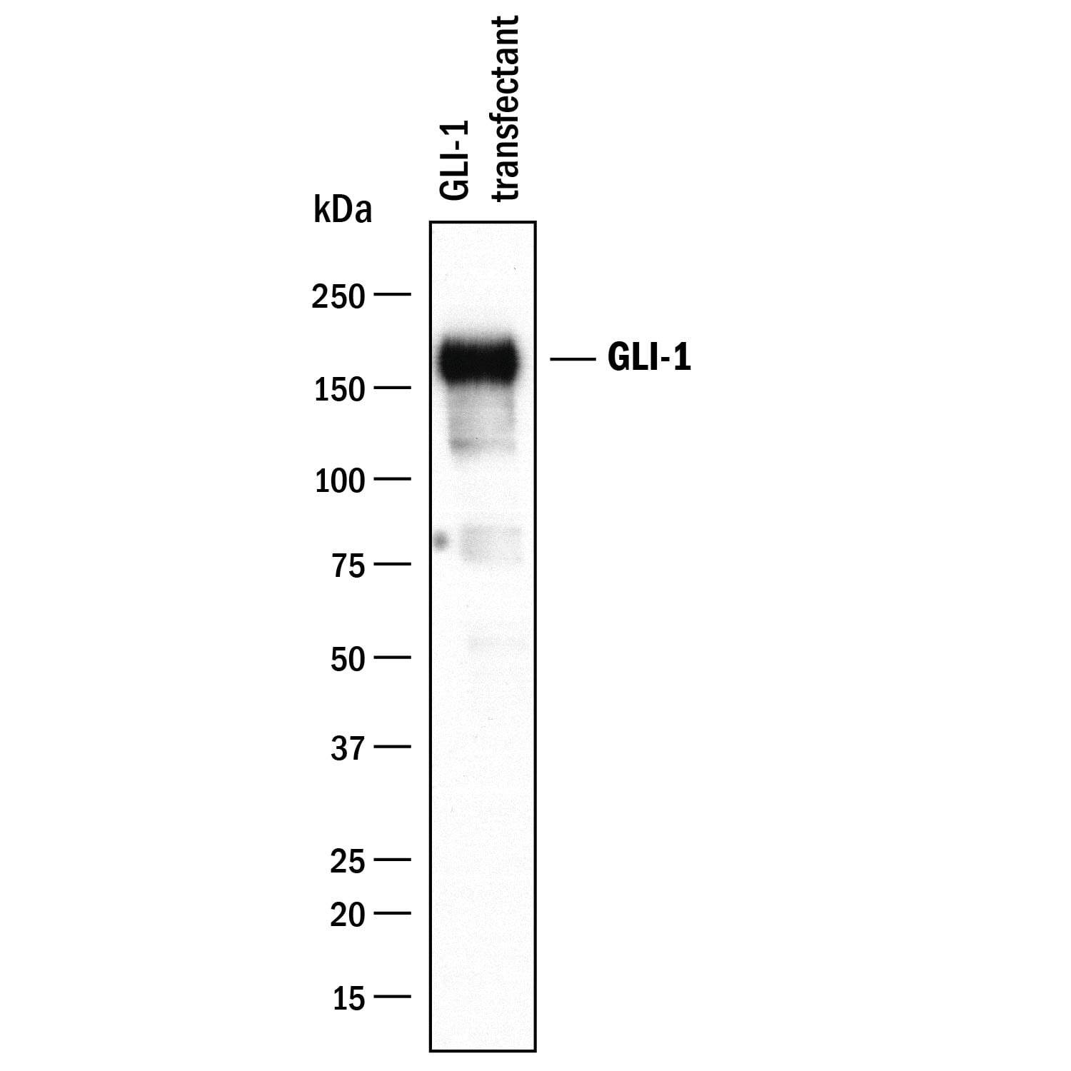 Detection of Human GLI-1 antibody by Western Blot.