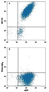 Detection of GLP‑1R antibody in HEK293 Human Cell Line Transfected with Human GLP-1R and eGFP antibody by Flow Cytometry.