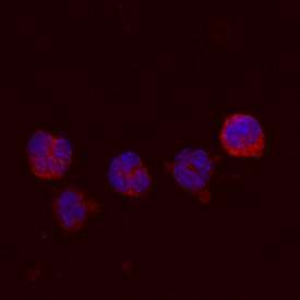 GMCSF antibody in Human PBMCs by Immunocytochemistry (ICC).