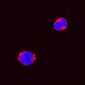GM-CSF antibody in Canine PBMCs by Immunocytochemistry (ICC).