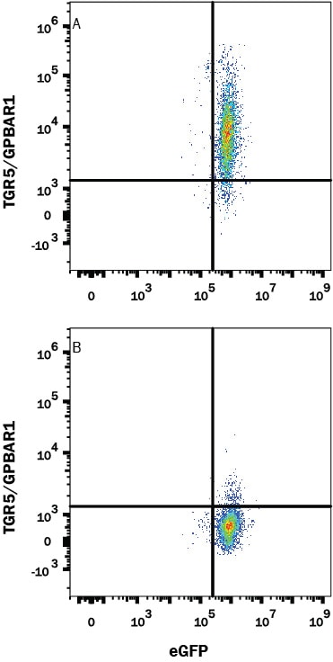 Detection of TGR5/GPBAR1 antibody in HEK293 Human Cell Line transfected with TGR5/GPBAR1 and EGFP antibody by Flow Cytometry.