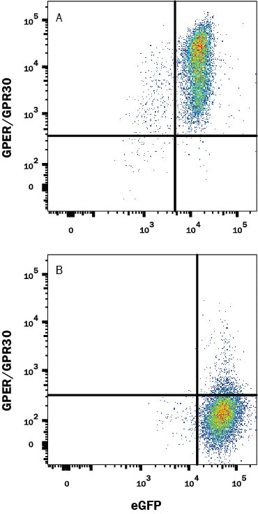 Detection of GPER/GPR30 antibody in HEK293 Human Cell Line Transfected with human GPER/GRP30 and eGFP antibody by Flow Cytometry.