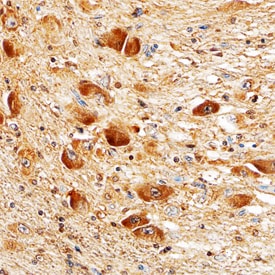 GPER antibody in Human Brain by Immunohistochemistry (IHC-P).