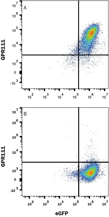 Detection of GPR111 antibody in HEK293 Human Cell Line Transfected with Human GPR111 and eGFP antibody by Flow Cytometry.