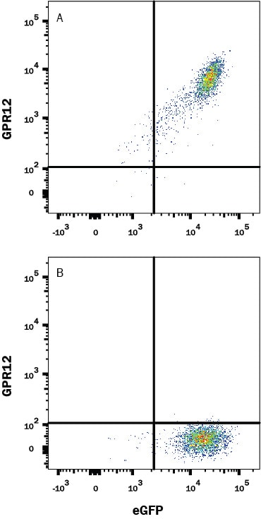 Detection of GPR12 antibody in HEK293 Human Cell Line Transfected with Human GPR12 and eGFP antibody by Flow Cytometry.