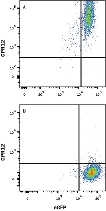 Detection of GPR12 antibody in HEK293 Human Cell Line Transfected with human GRP12 and eGFP antibody by Flow Cytometry.