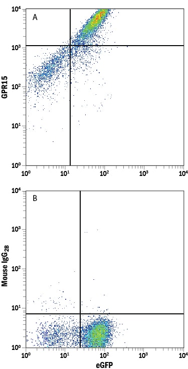 Detection of GPR15 antibody in HEK293 Human Cell Line Transfected with Human GPR15 and eGFP antibody by Flow Cytometry.