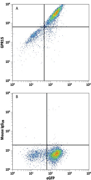 Detection of GPR15 antibody in HEK293 Human Cell Line Transfected with Human GPR15 and eGFP antibody by Flow Cytometry.