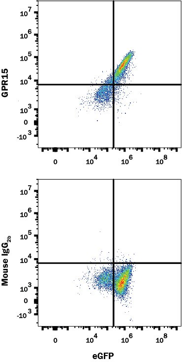 Detection of GPR15 antibody in HEK293 Human Cell Line Transfected with Human GPR15 and eGFP antibody by Flow Cytometry.